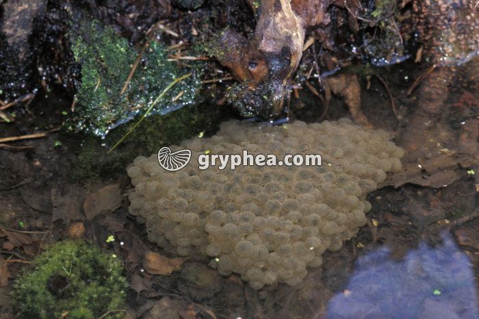 Ponte Grenouille rousse - gryphea.com